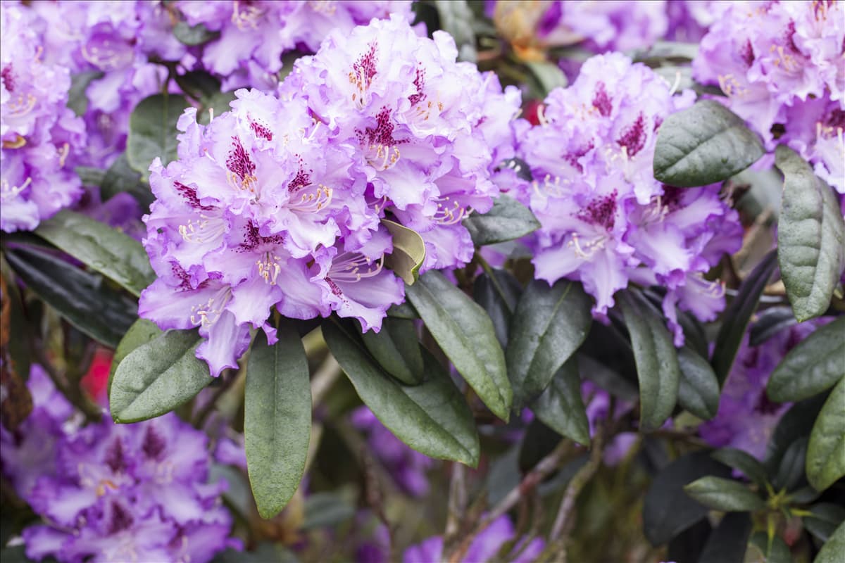 Rhododendron 'Blue Peter'