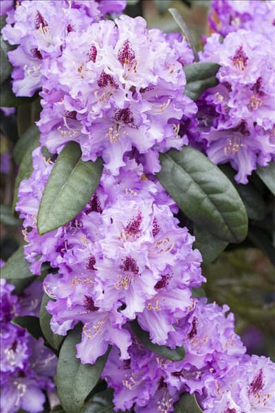 Rhododendron 'Blue Peter'