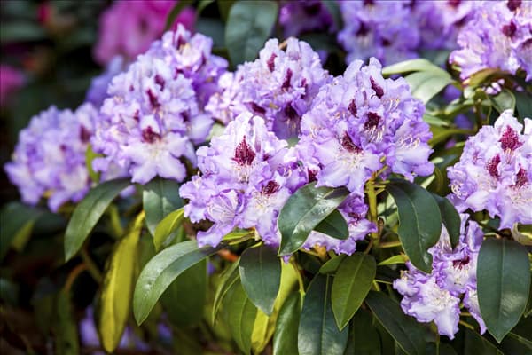 Rhododendron 'Blue Peter'