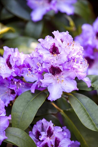 Rhododendron 'Blue Peter'
