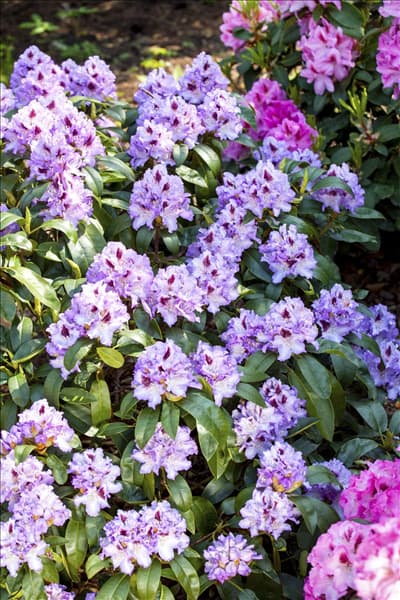 Rhododendron 'Blue Peter'
