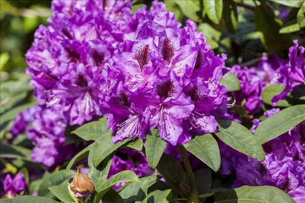 Rhododendron 'Blue Peter'