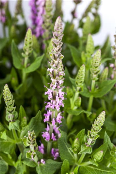 Salvia nemorosa, rosa