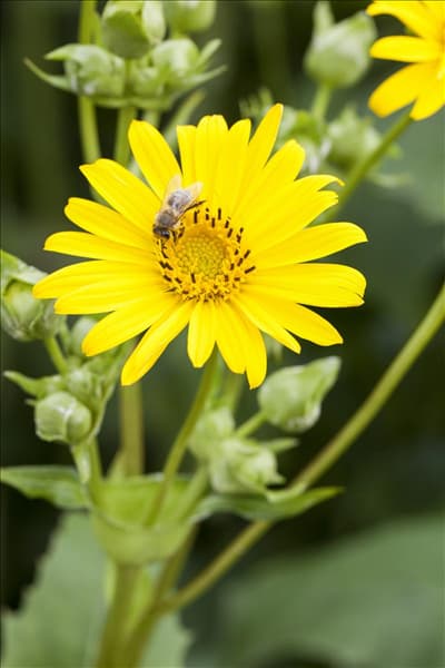 Silphium perfoliatum