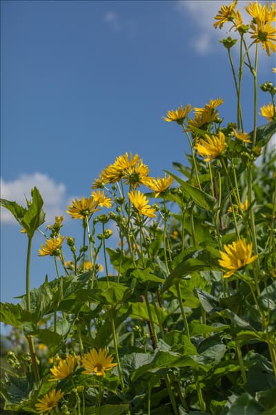 Silphium perfoliatum