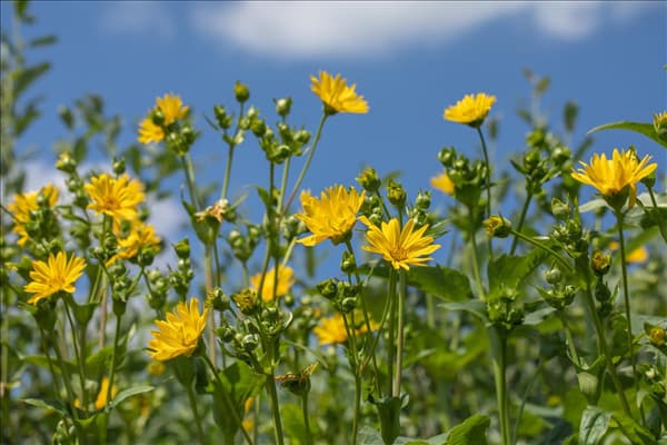Silphium perfoliatum