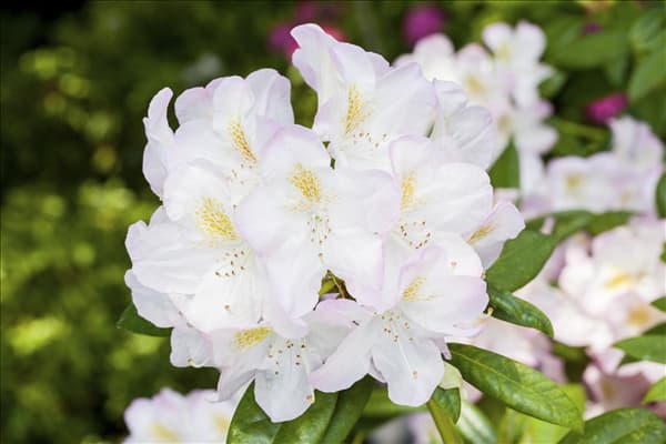 Rhododendron 'Brigitte'