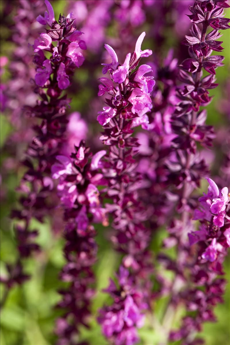 Salvia nemorosa