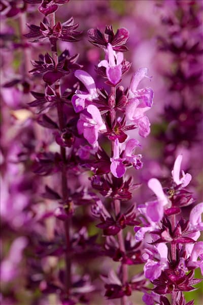 Salvia nemorosa