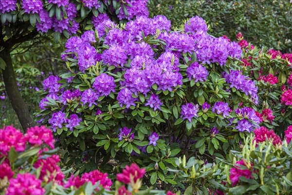 Rhododendron catawbiense 'Grandiflorum'