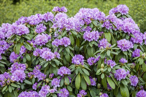 Rhododendron catawbiense 'Grandiflorum'