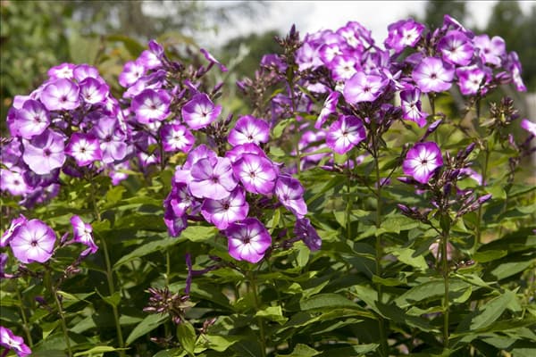 Phlox paniculata 'Wilhelm Kesselring'