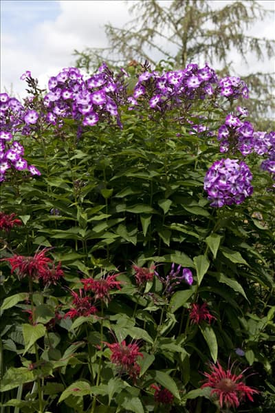 Phlox paniculata 'Wilhelm Kesselring'