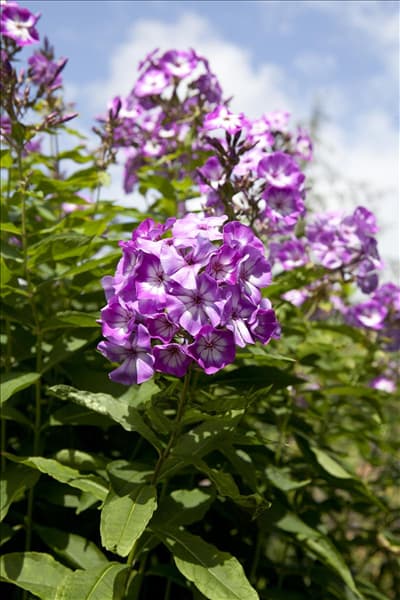 Phlox paniculata 'Wilhelm Kesselring'