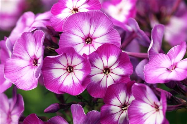 Phlox paniculata 'Wilhelm Kesselring'