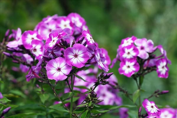 Phlox paniculata 'Wilhelm Kesselring'
