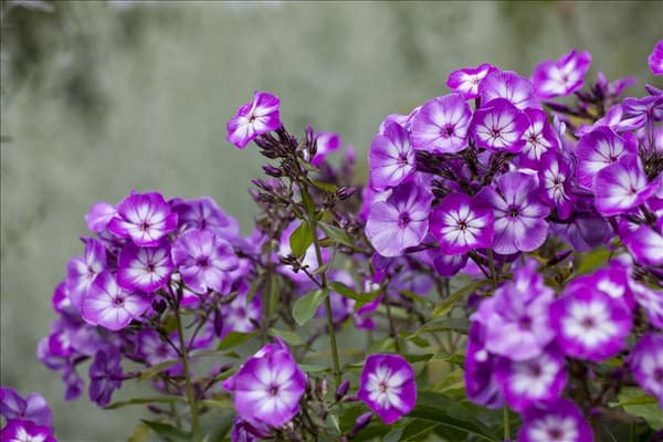 Phlox paniculata 'Wilhelm Kesselring'