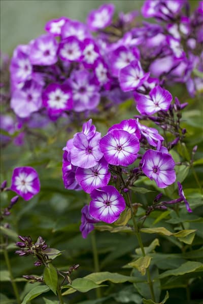 Phlox paniculata 'Wilhelm Kesselring'