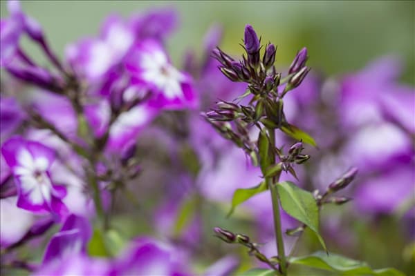 Phlox paniculata 'Wilhelm Kesselring'