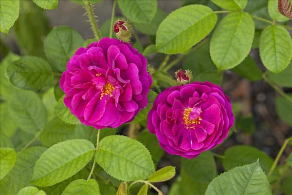 Rosa x centifolia