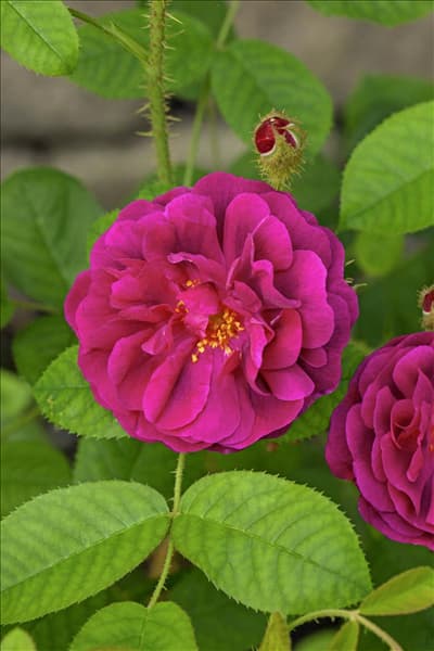 Rosa x centifolia