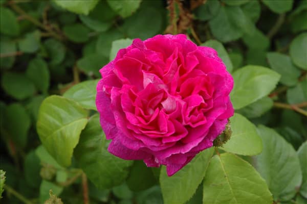Rosa x centifolia