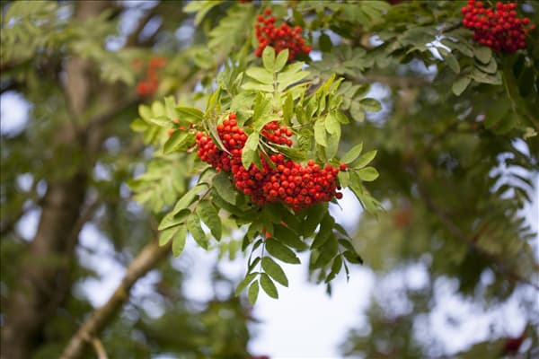 Sorbus aucuparia
