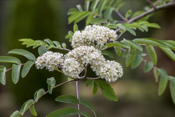 Sorbus aucuparia