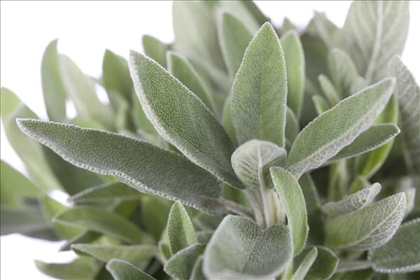 Salvia officinalis
