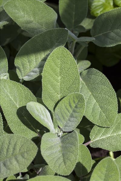 Salvia officinalis