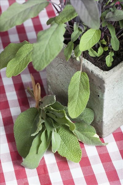 Salvia officinalis