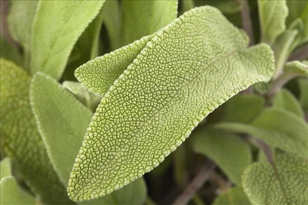 Salvia