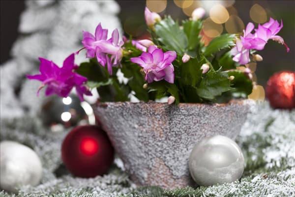 Schlumbergera bridgesii, rosa