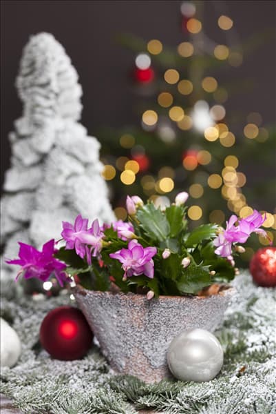 Schlumbergera bridgesii, rosa