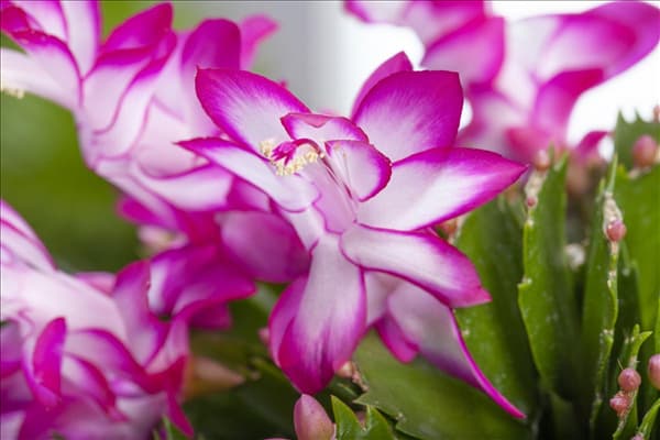 Schlumbergera bridgesii
