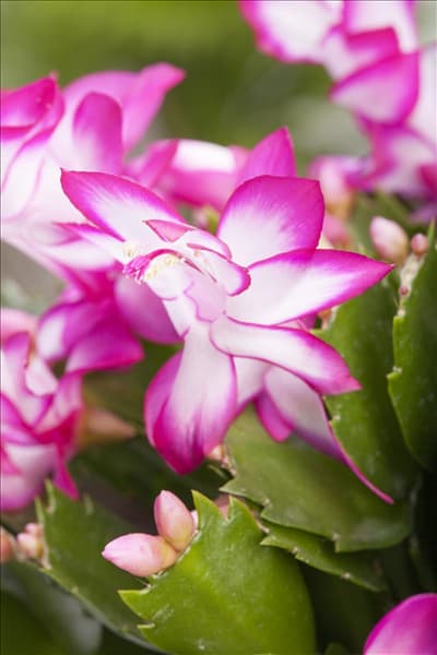 Schlumbergera bridgesii