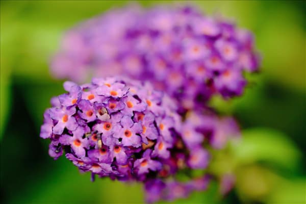 Buddleja davidii