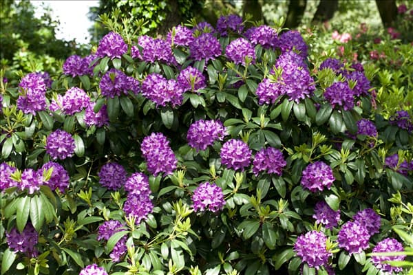 Rhododendron catawbiense 'Grandiflorum'