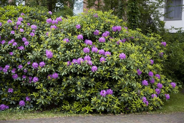 Rhododendron catawbiense 'Grandiflorum'