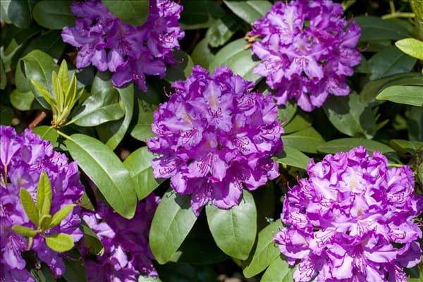 Rhododendron catawbiense 'Grandiflorum'