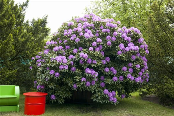 Rhododendron catawbiense 'Grandiflorum'