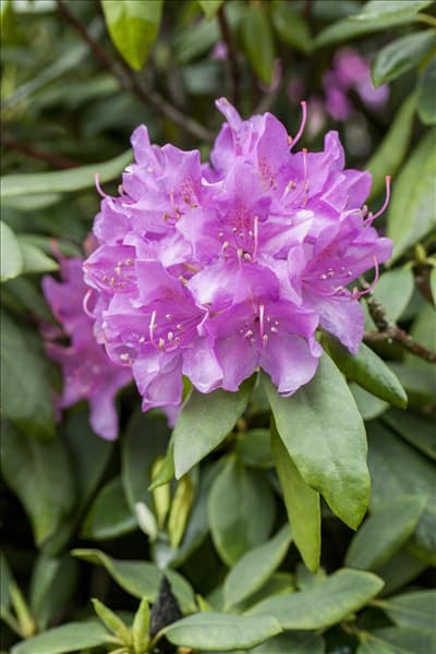 Rhododendron catawbiense 'Grandiflorum'
