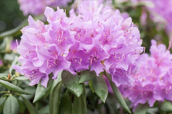 Rhododendron catawbiense 'Grandiflorum'