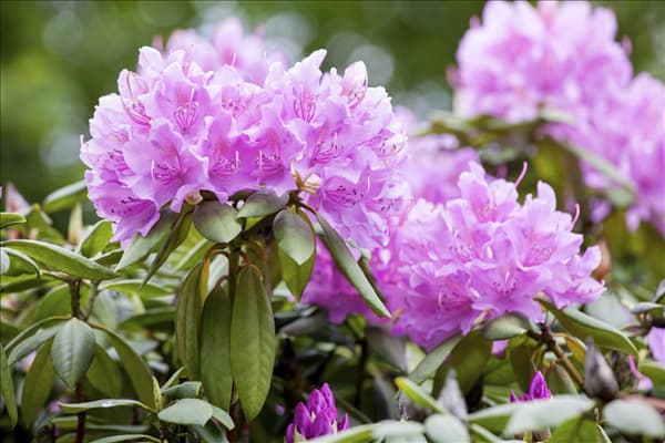 Rhododendron catawbiense 'Grandiflorum'