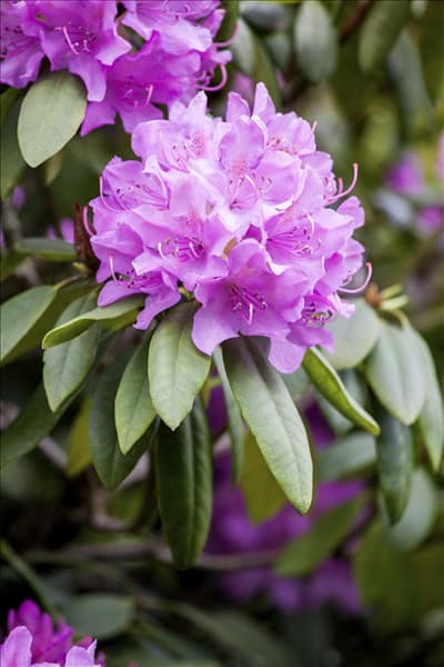 Rhododendron catawbiense 'Grandiflorum'
