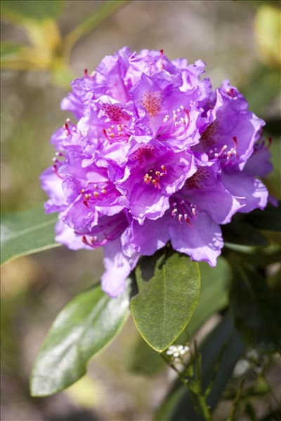 Rhododendron catawbiense 'Grandiflorum'