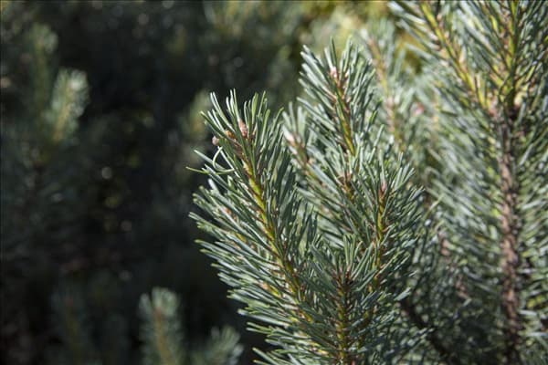 Pinus sylvestris 'Watereri'