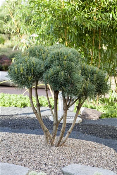 Pinus sylvestris 'Watereri'