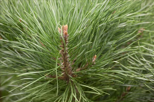 Pinus sylvestris 'Watereri'