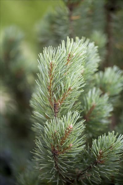 Pinus sylvestris 'Watereri'